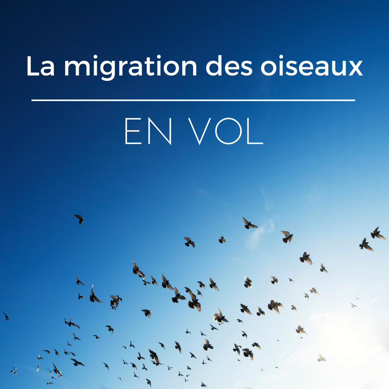 la migration des oiseaux - comment volent les oiseaux durant la migration