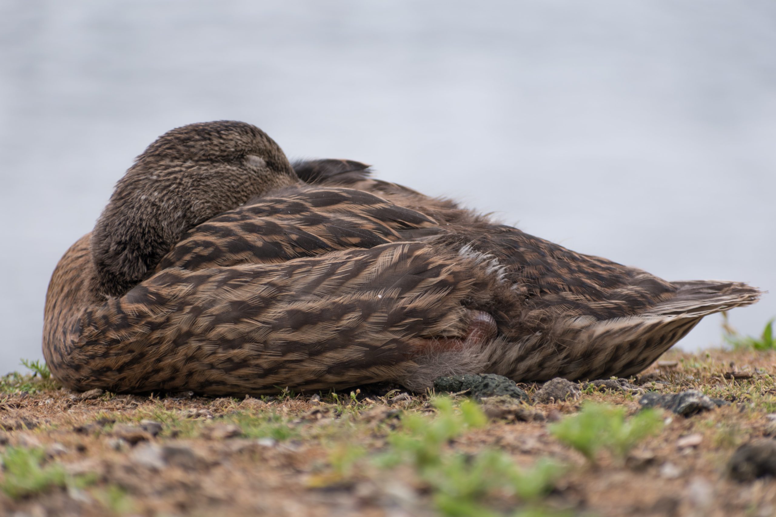 Le sommeil des oiseaux, nouvel article du bird-blog d'une histoire de plumes