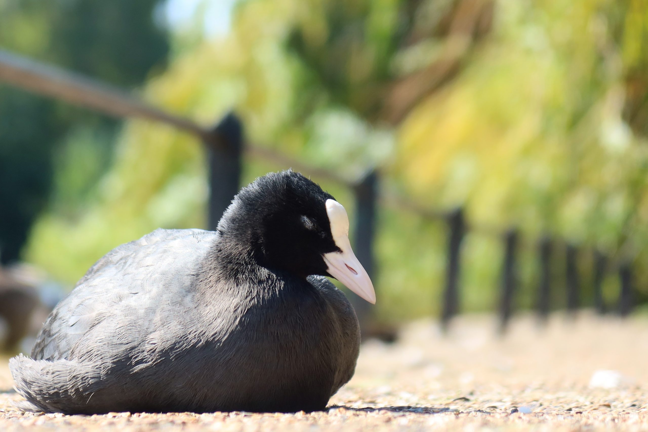 Le sommeil des oiseaux, nouvel article du bird-blog d'une histoire de plumes