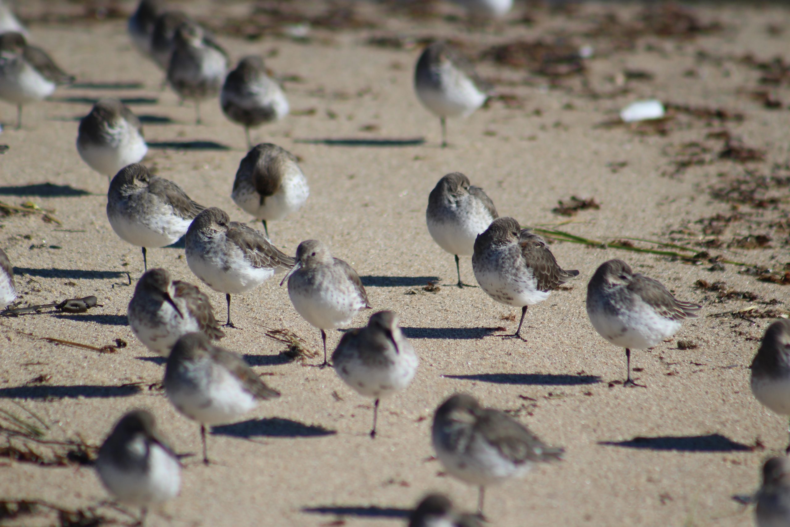 Le sommeil des oiseaux, nouvel article du bird-blog d'une histoire de plumes