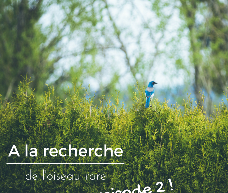 A la recherche de l’oiseau rare – Episode 2