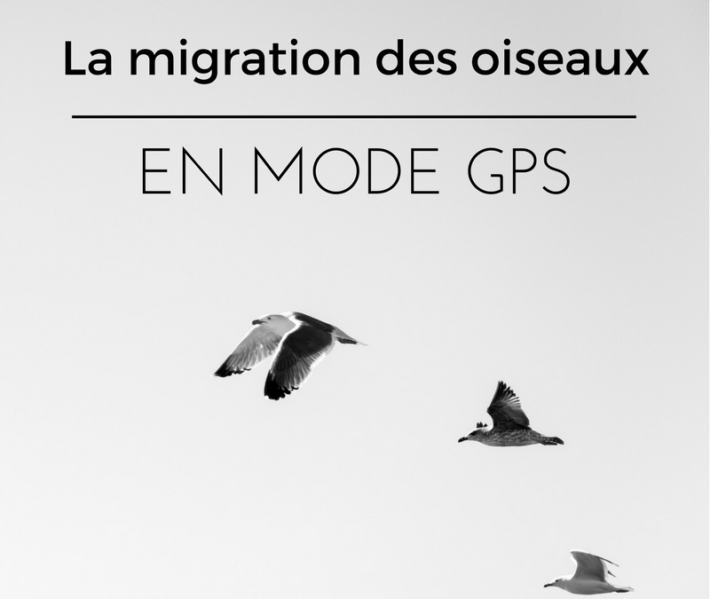 La migration des oiseaux : en mode GPS
