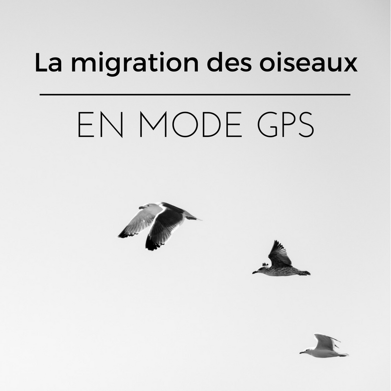 l'orientation des oiseaux durant la migration