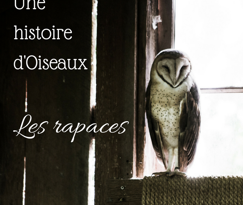 Une histoire d’Oiseaux: les Rapaces