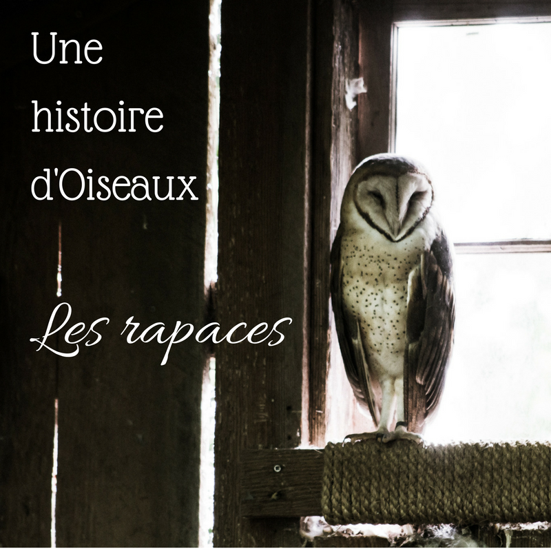 Une histoire d'oiseaux: les rapaces