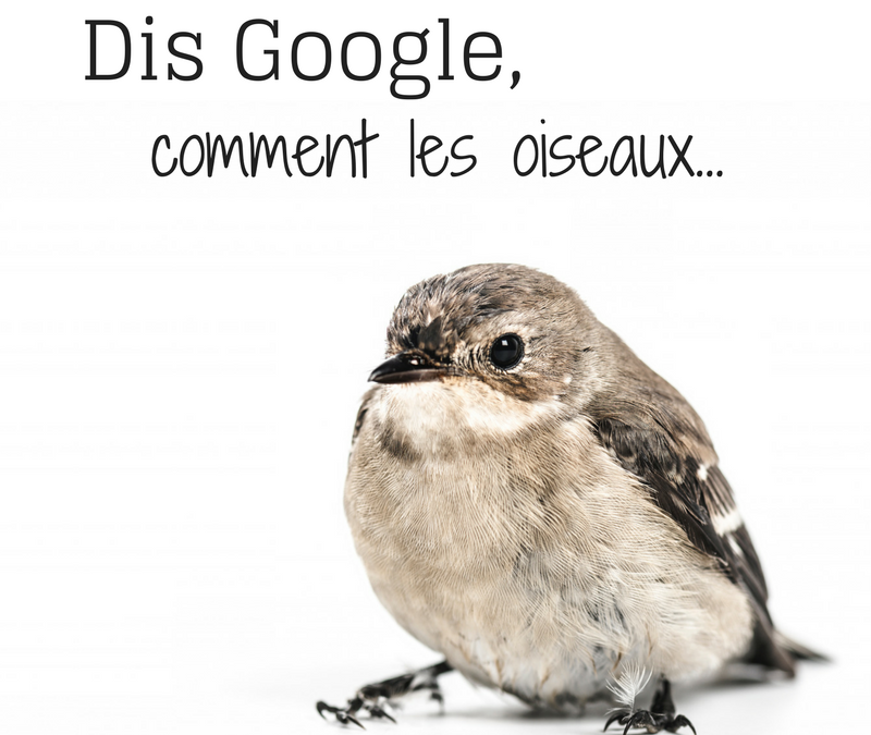 Dis Google, comment les oiseaux…