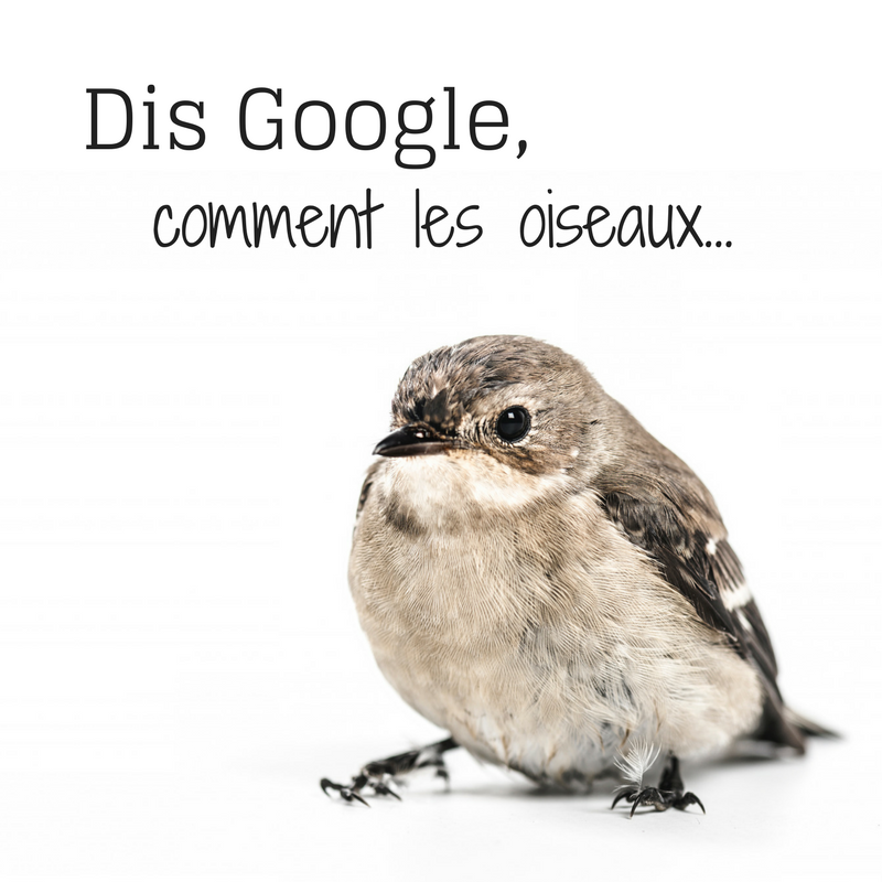 Dis Google comment les oiseaux...