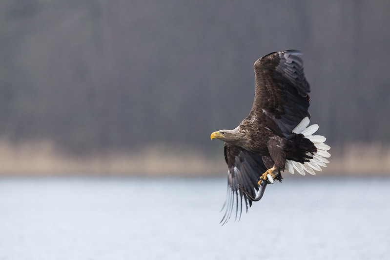 Le Pygargue à queue blanche, un oiseau rare à observer en France, nouvel article du Bird-Blog d'Une histoire de plumes