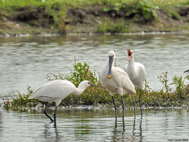 La Spatule blanche, un oiseau rare à observer en France, nouvel article du Bird-Blog d'Une histoire de plumes