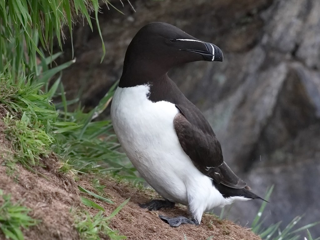 le Pingouin torda, un oiseau rare à observer en France, nouvel article du Bird-Blog d'Une histoire de plumes