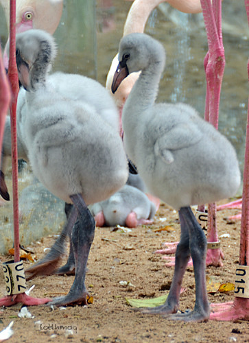 Le Flamant rose, un étonnant papa oiseau décrit dans le nouvel article du Bird-Blog d'Une histoire de plumes