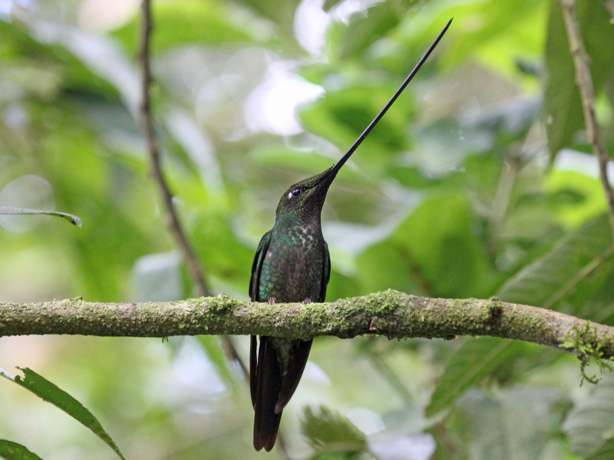 Colibri porte épée (Sword-billed Hummingbird)