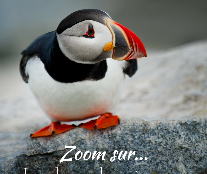 Zoom sur…Les becs des oiseaux