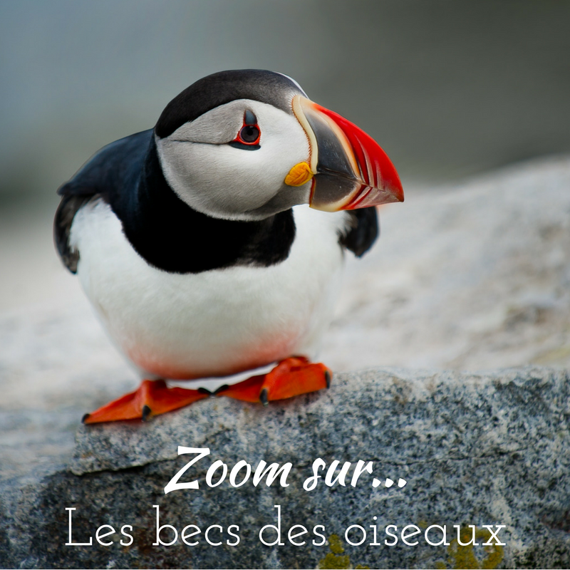 le bec des oiseaux