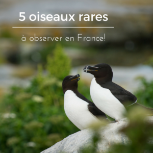 5 oiseaux rares à observer en France