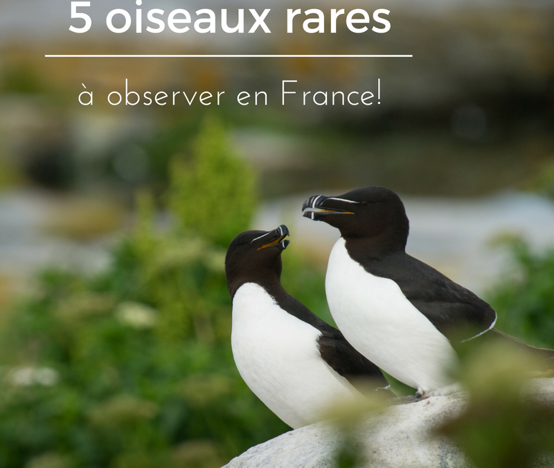 5 oiseaux rares à observer en France !