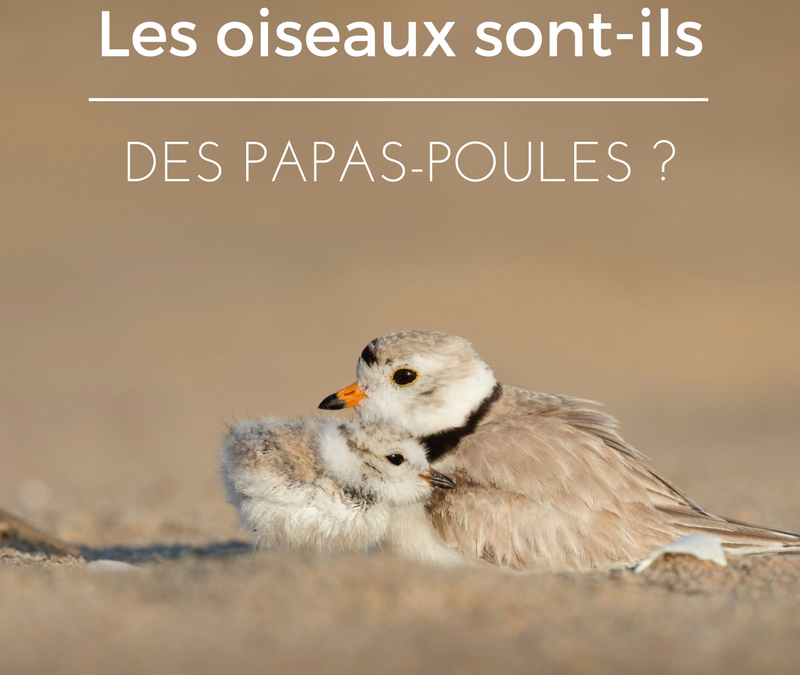 Les oiseaux sont-ils des papas-poules?