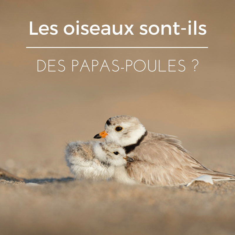 Les oiseaux sont-ils des papas-poules