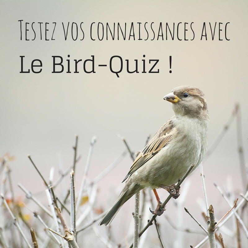 Testez vos connaissances sur les oiseaux avec notre quiz