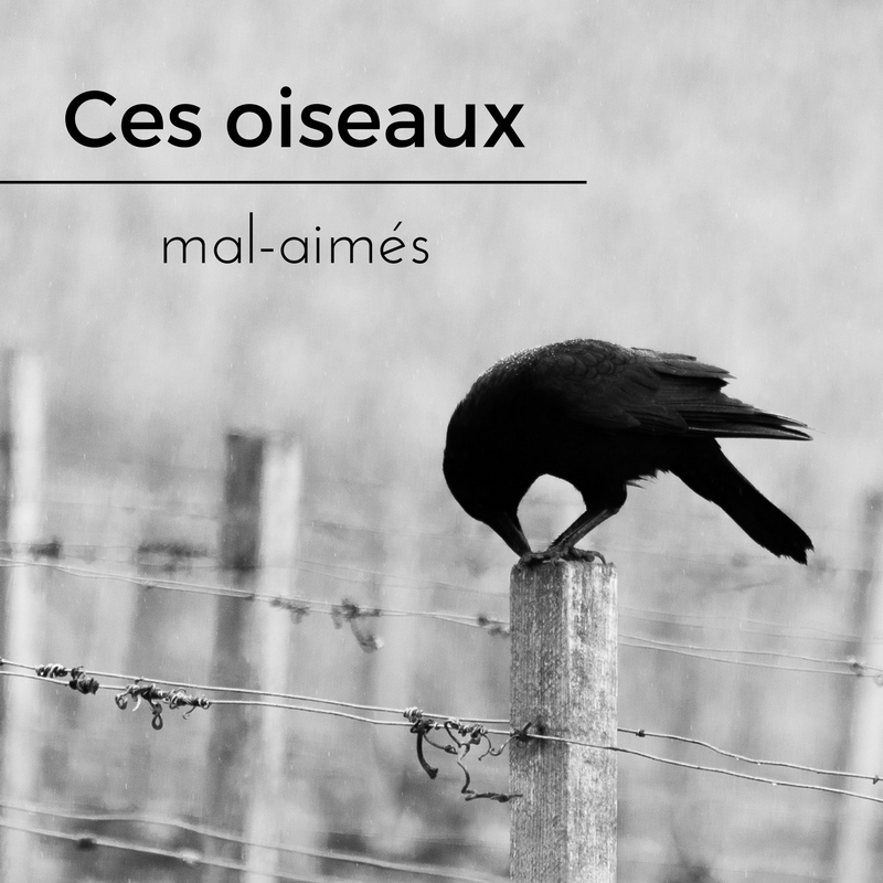 Ces oiseaux mal-aimés - Une histoire de plumes