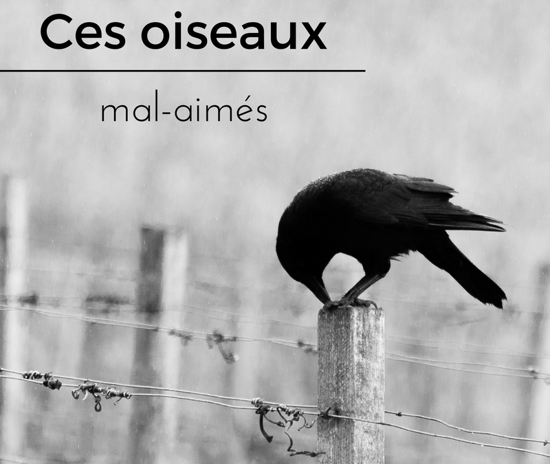 Ces oiseaux mal-aimés