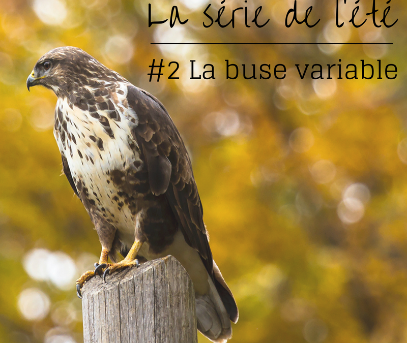 La série de l’été – Episode 2: la Buse variable