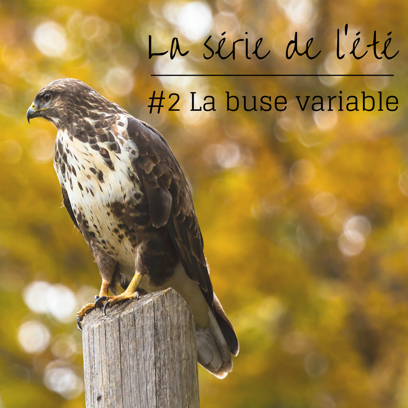 la série de l'été: la buse variable