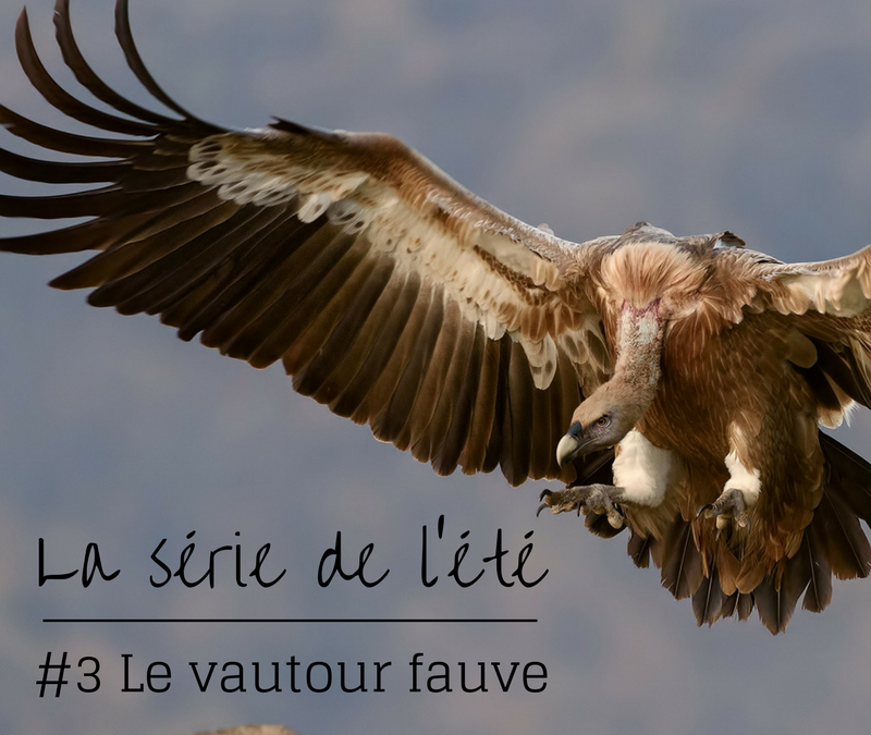 La série de l’été – Episode 3: le vautour fauve
