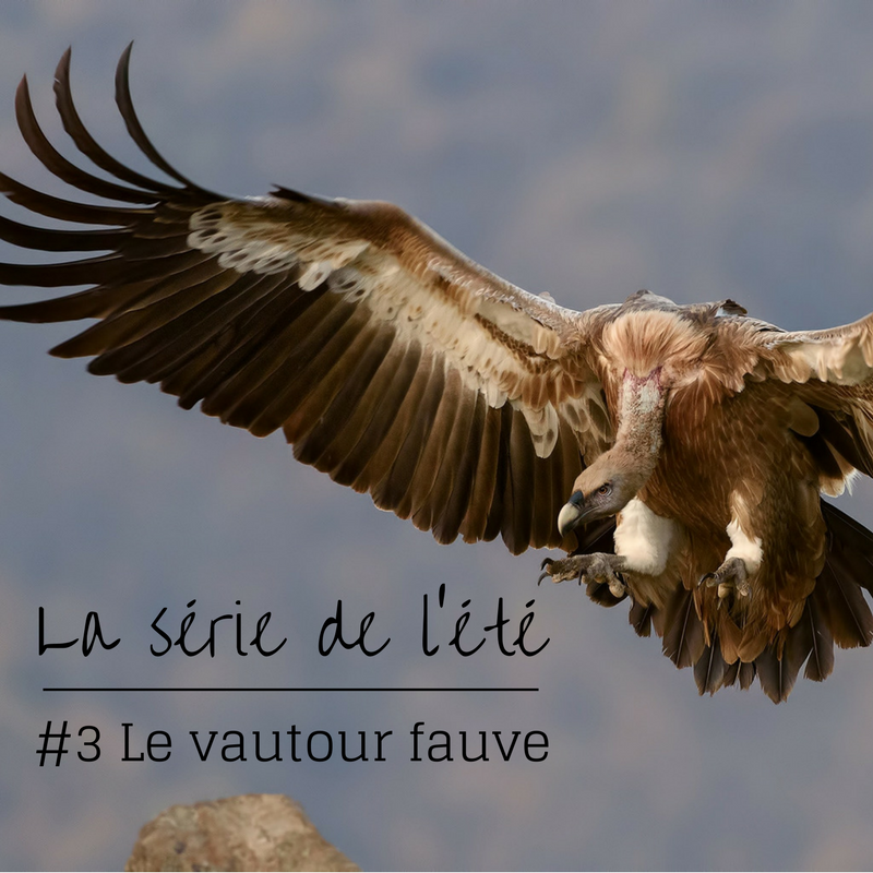 la série de l'été: le vautour fauve