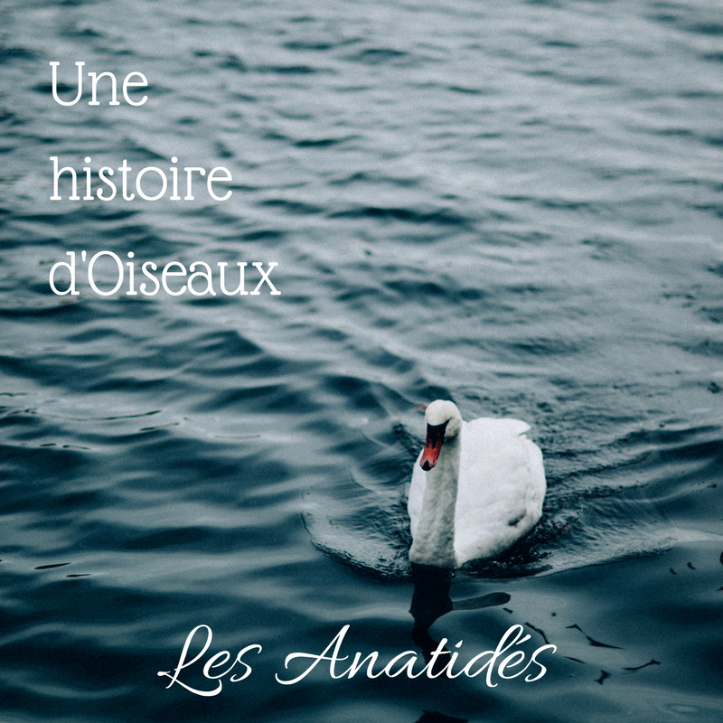 une histoire d'oiseaux: les anatidés