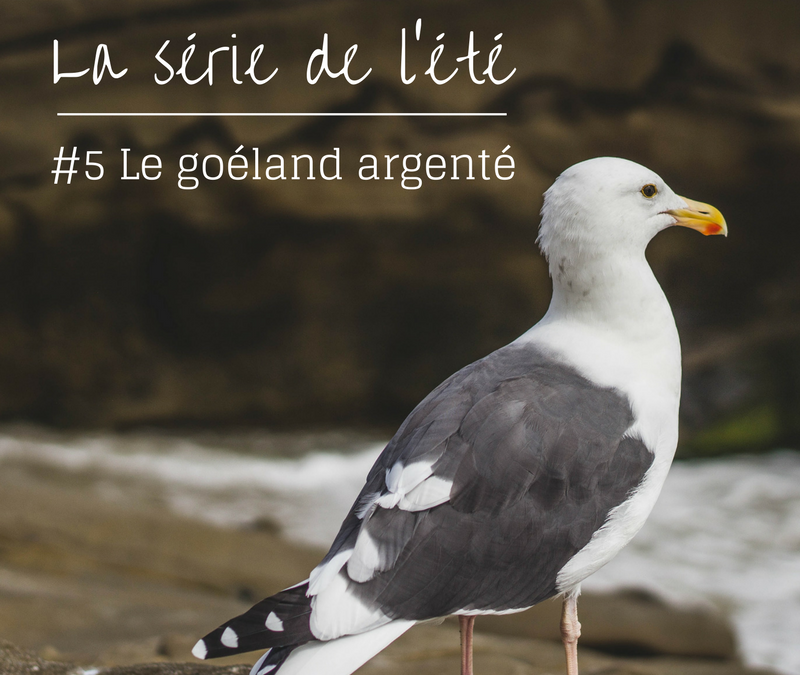 La série de l’été – Episode 5: Le Goéland argenté