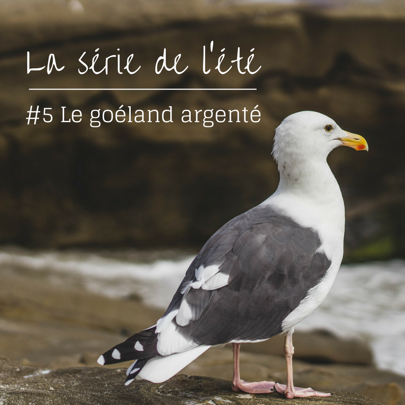 la série de l'été: le goéland argenté