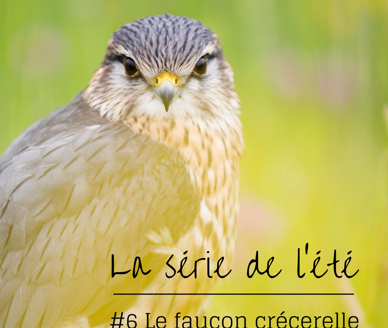 La série de l’été – Episode 6: le Faucon crécerelle