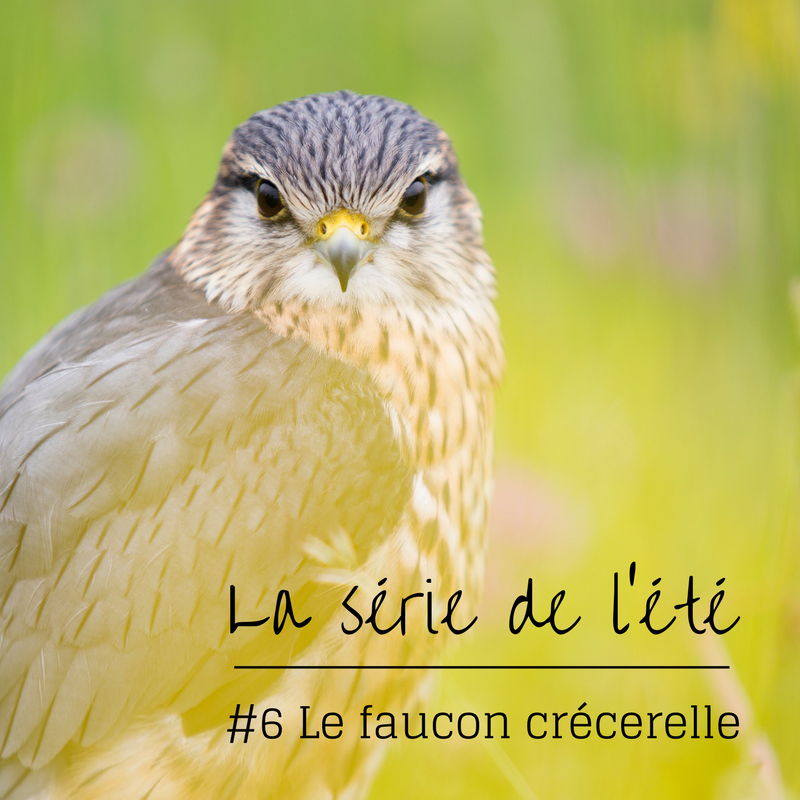 la série de l'été: le faucon crécerelle