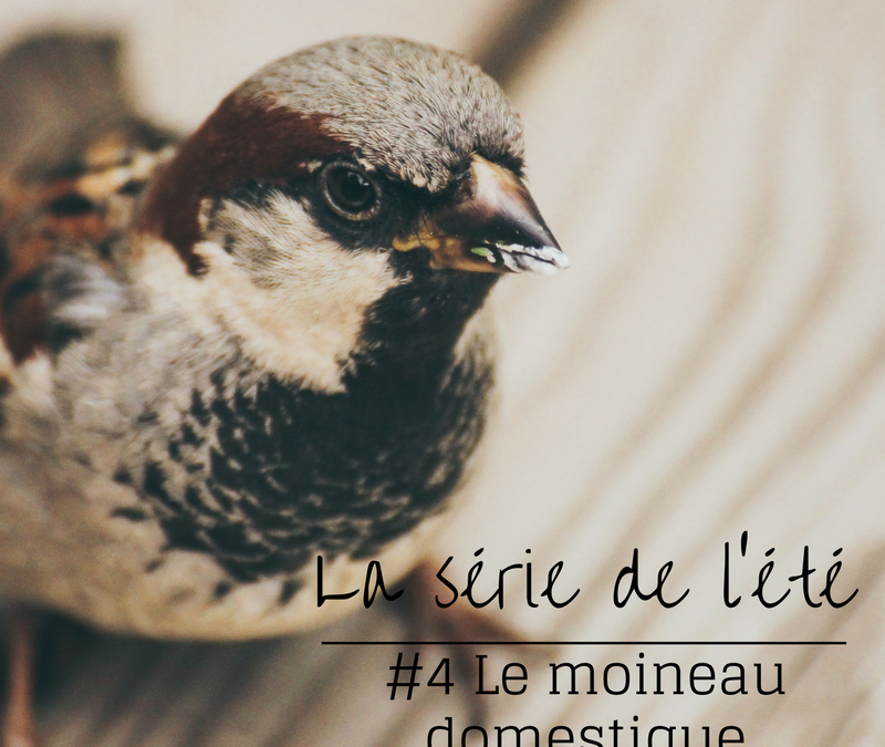 La série de l’été – Episode 4: le Moineau domestique