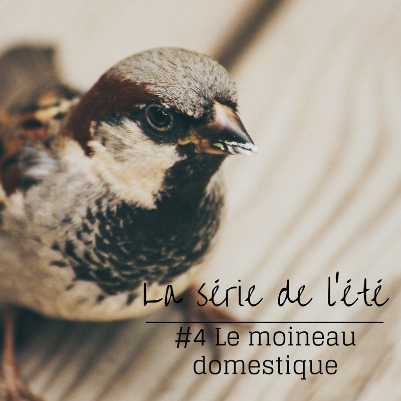 la série de l'été: le moineau domestique