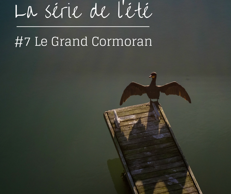 La série de l’été – Episode 7: le Grand Cormoran