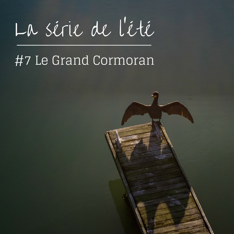 la série de l'été: le grand cormoran