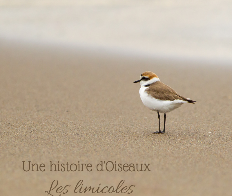 Une histoire d’Oiseaux: les limicoles