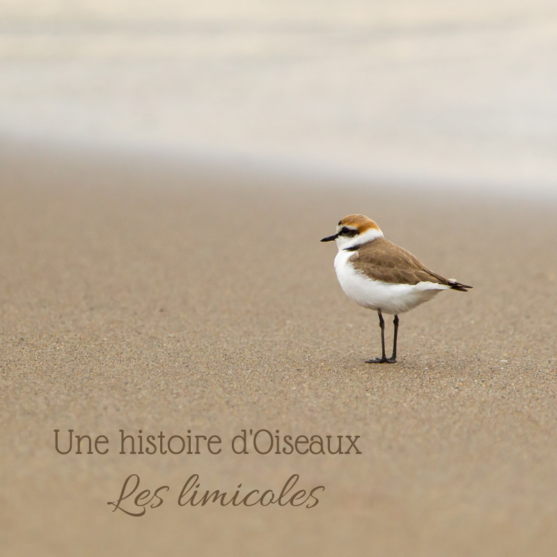 Le Bird-Blog d'une histoire de plumes présente une nouvelle série dans laquelle elle présente une famille d'oiseaux. Dans ce numéro d'une histoire d'oiseaux: les limicoles
