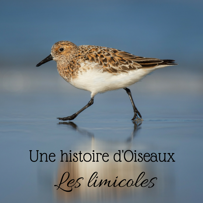 Une histoire d'oiseaux: les limicoles