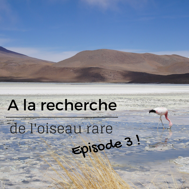 les oiseaux rares et menacés