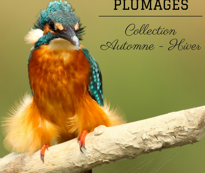 Les plumages des oiseaux: Collection automne-hiver
