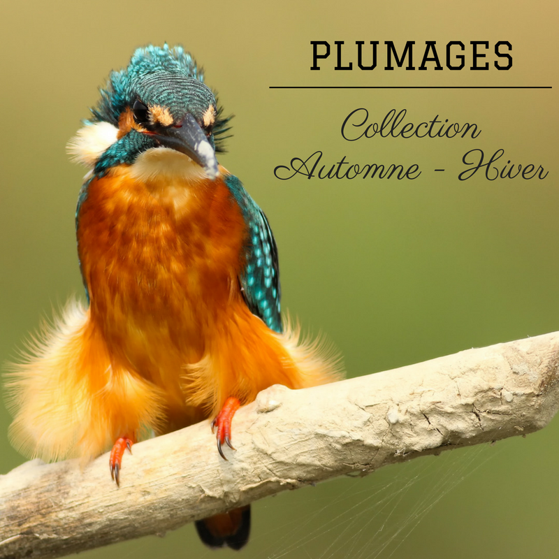 les plumages des oiseaux en automne et en hiver