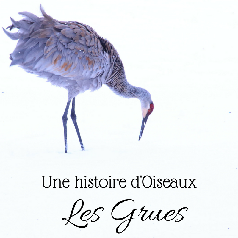 Dans ce nouveau numéro d'une histoire d'oiseaux, partons à la découverte d'oiseaux étonnants: les grues!