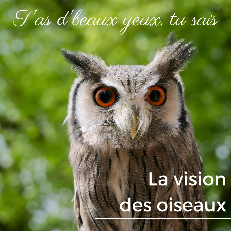 Comment voient les oiseaux? Comment fonctionnent leurs yeux?