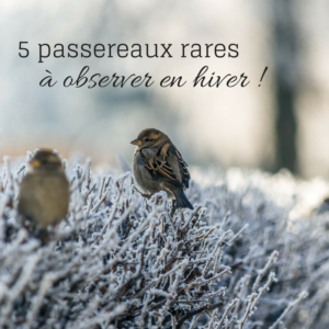 5 passereaux rares à observer durant l'hiver