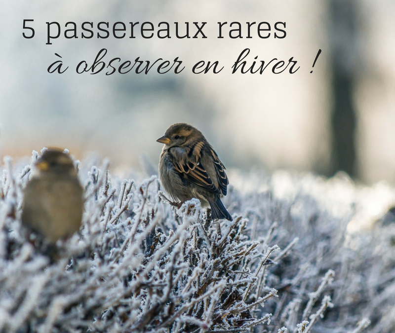 5 passereaux rares à observer en hiver