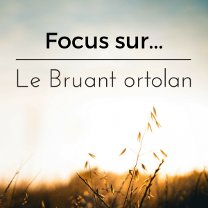 Focus sur le braconnage du bruant ortolan