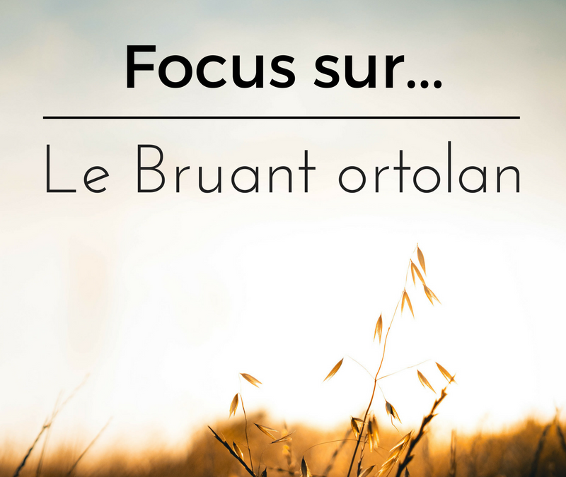 Focus sur…Le Bruant ortolan